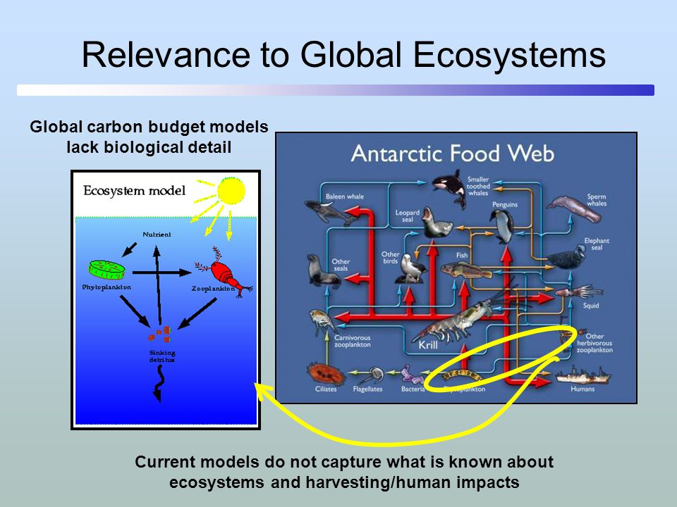 Relevance to Global Ecosystems