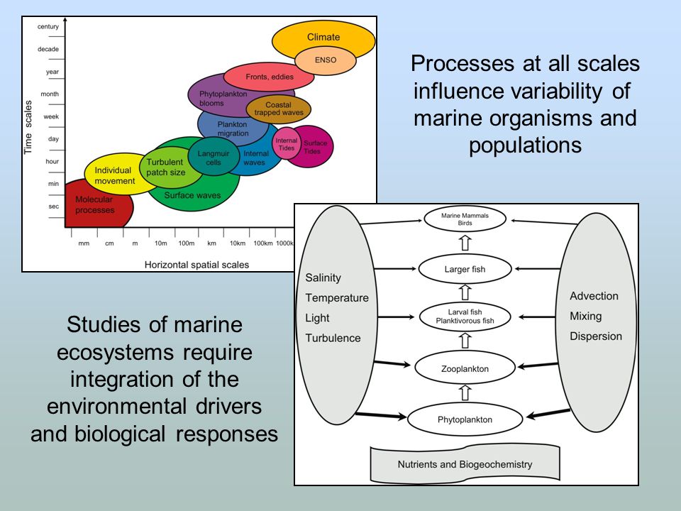 Processes at all scales influence variability of marine organisms and