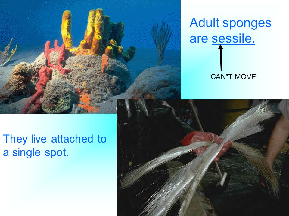 Adult sponges are sessile.