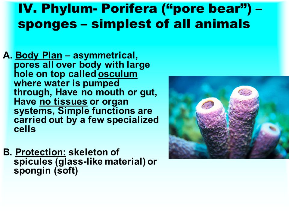 IV. Phylum- Porifera ( pore bear ) –sponges – simplest of all animals