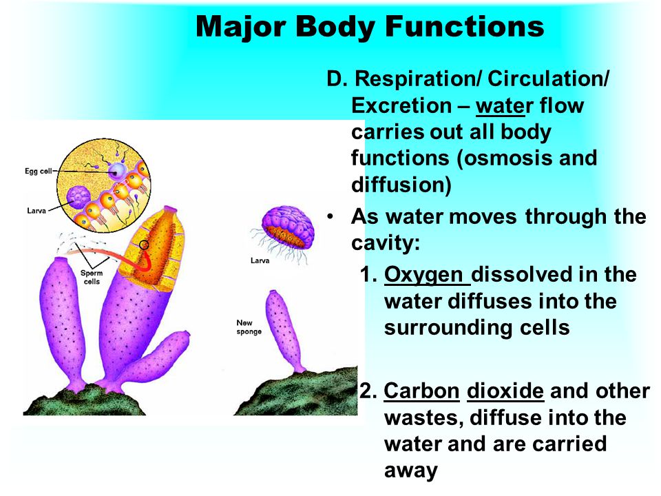 Major Body Functions D. Respiration/ Circulation/ Excretion – water flow carries out all body functions (osmosis and diffusion)
