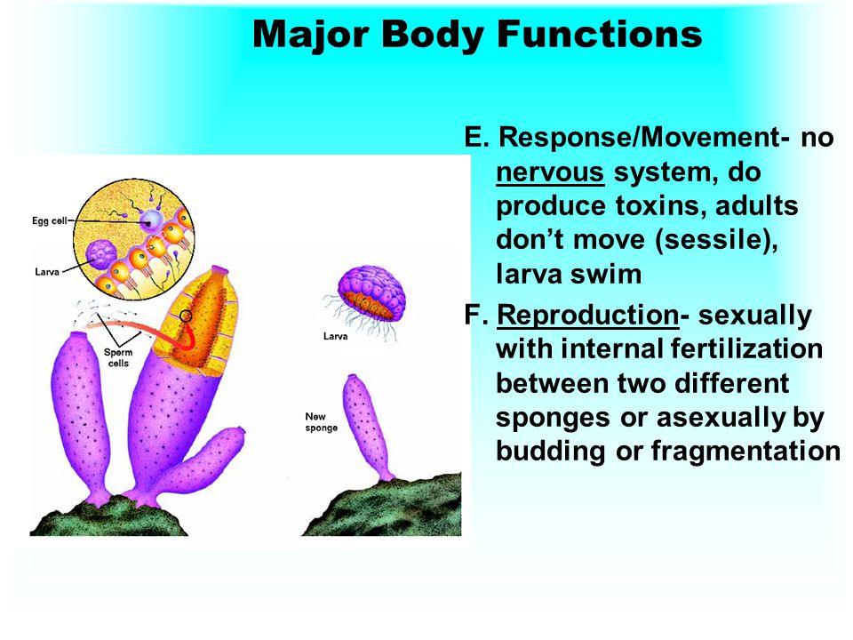 Major Body Functions E. Response/Movement- no nervous system, do produce toxins, adults don’t move (sessile), larva swim.