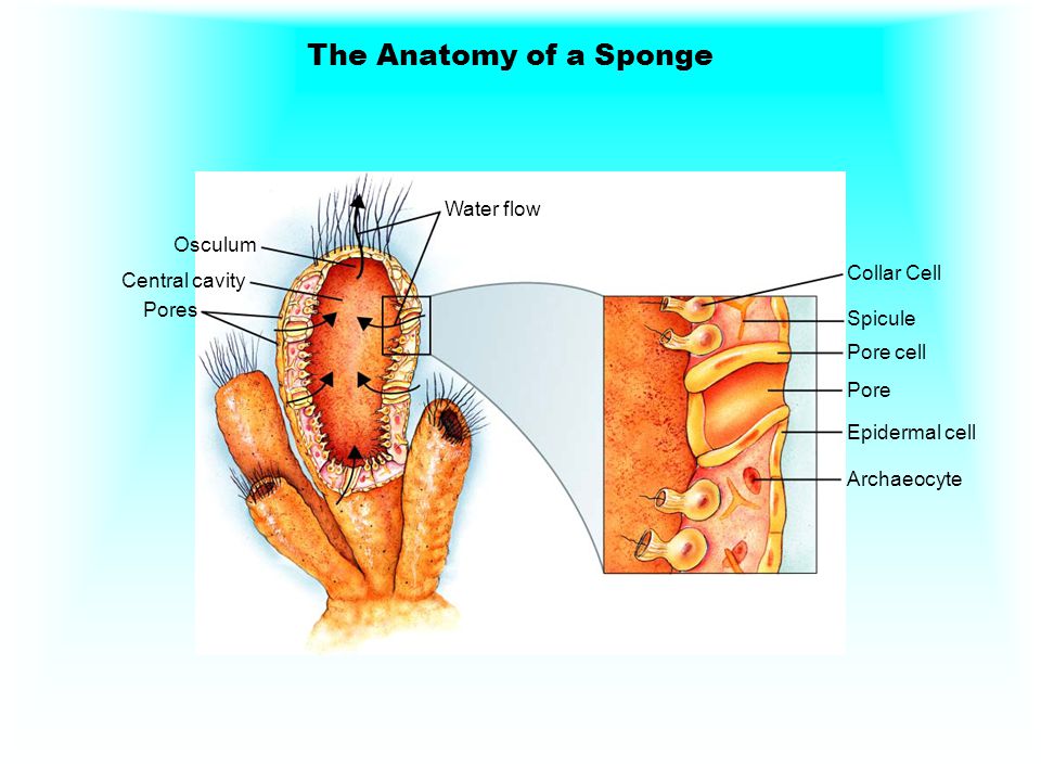 The Anatomy of a Sponge Water flow Osculum Collar Cell Central cavity