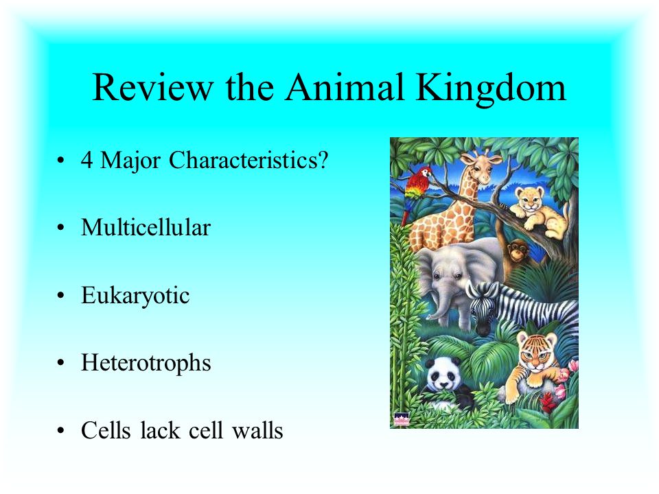 Review the Animal Kingdom