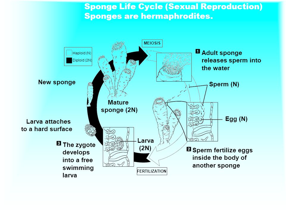 Sponge Life Cycle (Sexual Reproduction) Sponges are hermaphrodites.
