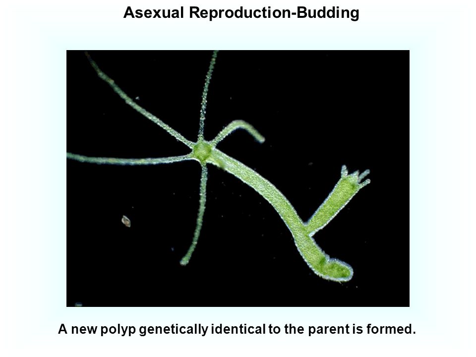 Asexual Reproduction-Budding