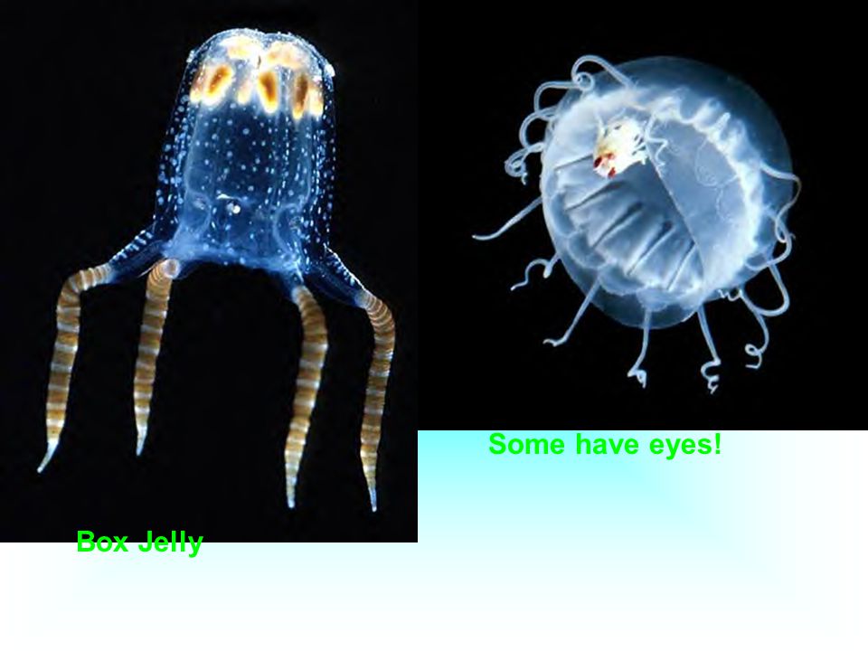 Some have eyes! Box Jelly