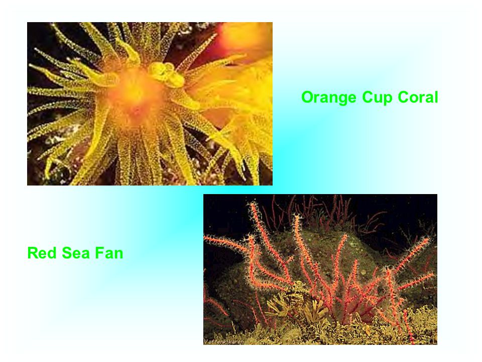 Orange Cup Coral Red Sea Fan