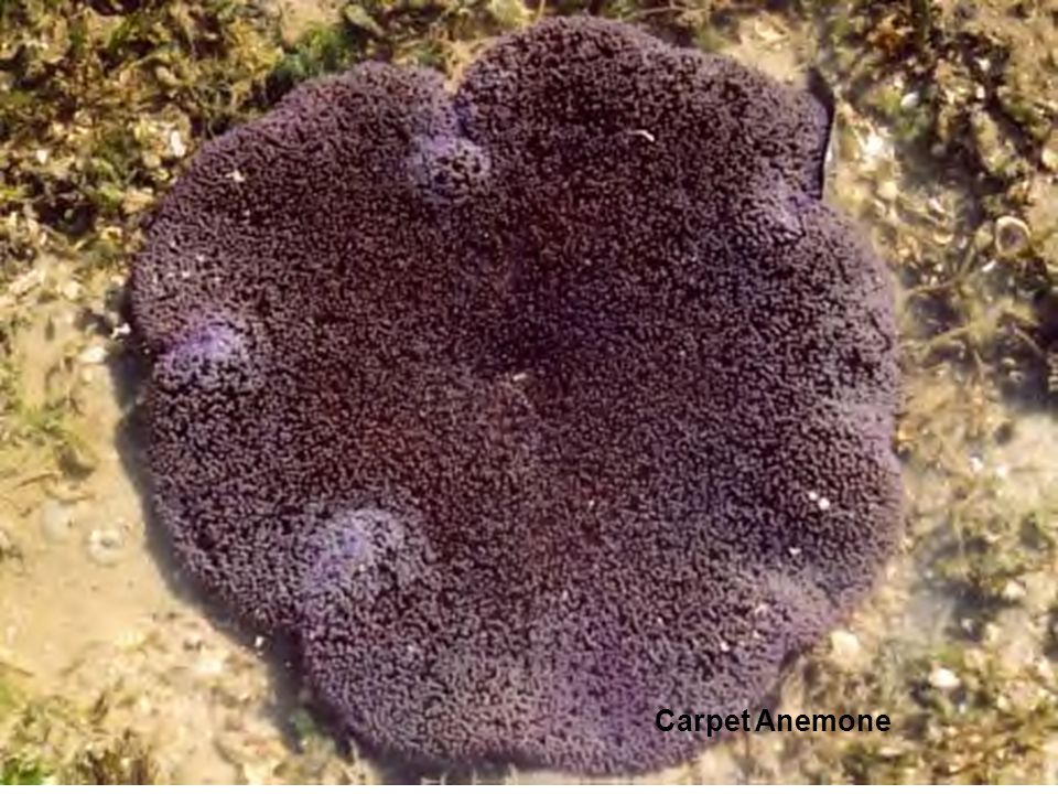 Carpet Anemone