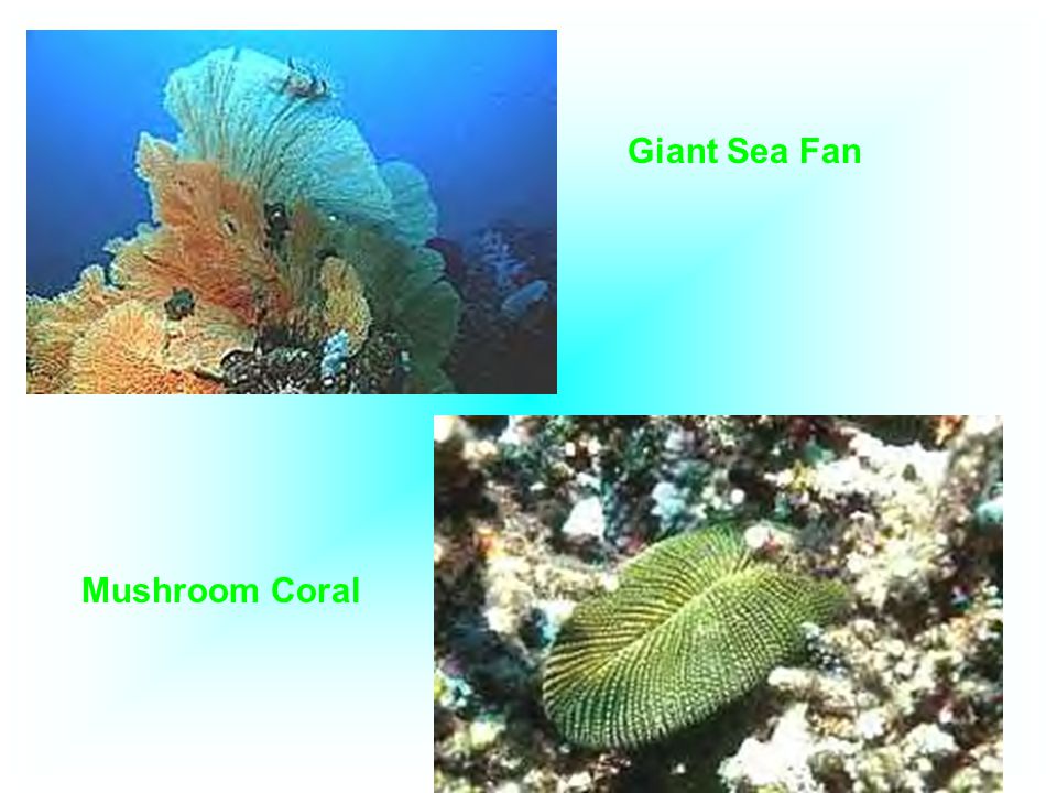 Giant Sea Fan Mushroom Coral
