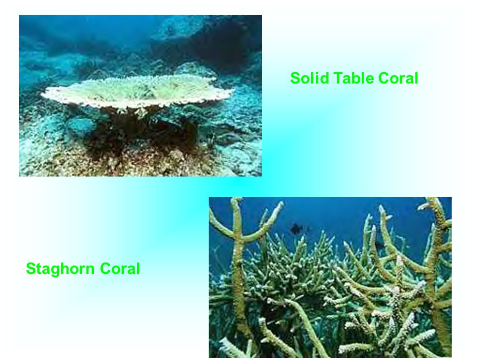 Solid Table Coral Staghorn Coral