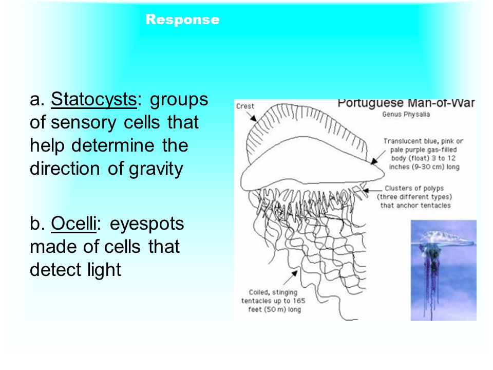 b. Ocelli: eyespots made of cells that detect light