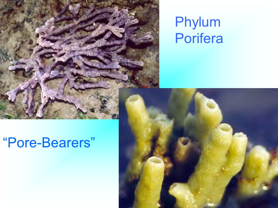 Phylum Porifera Pore-Bearers