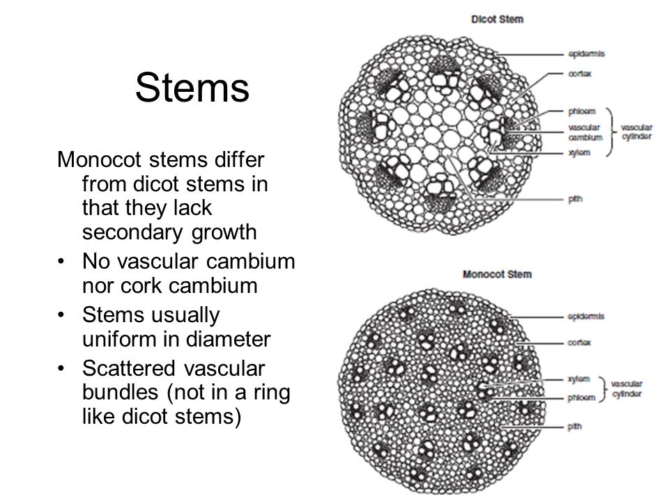 Get Monocot Stem Vascular Bundle Labeled PNG
