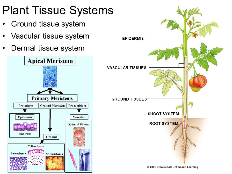 Plant tissues. Ground Tissue. Tissues in Plant. Tissue of Plants Vascular.