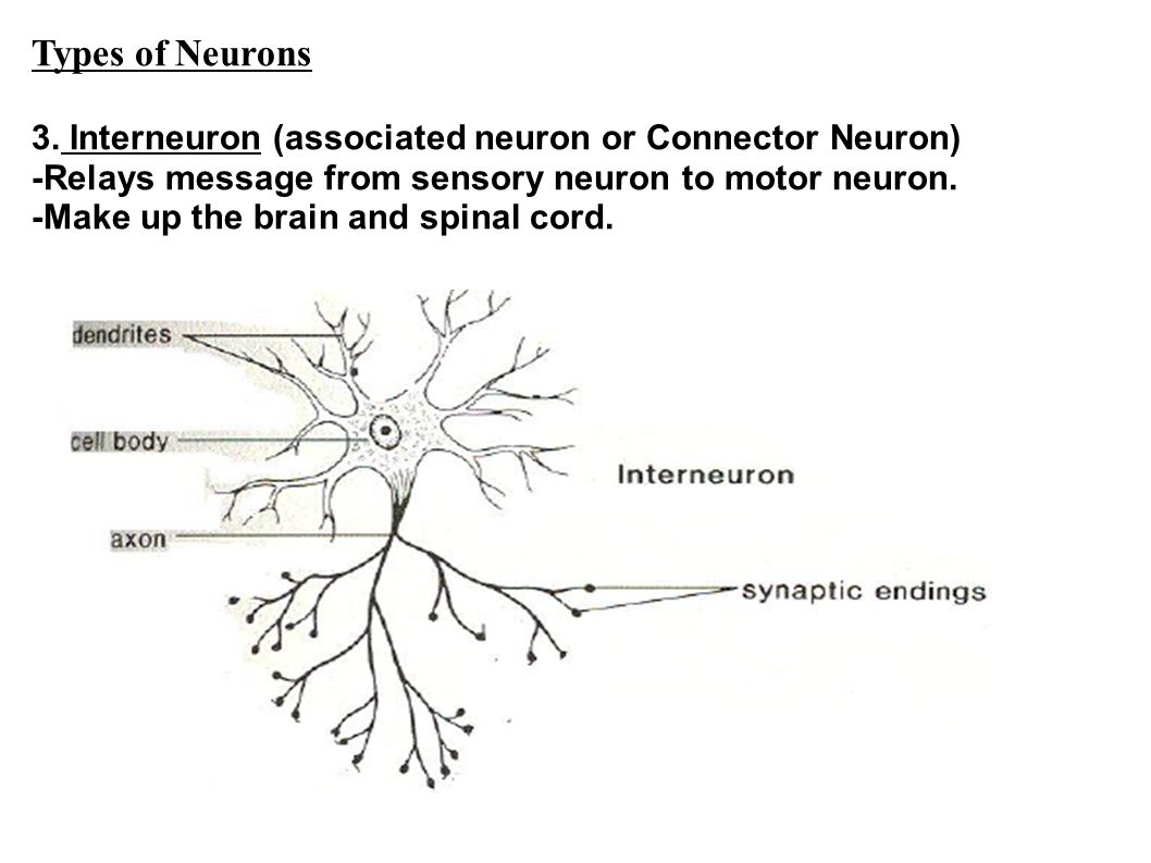 The Nervous System Ppt Download
