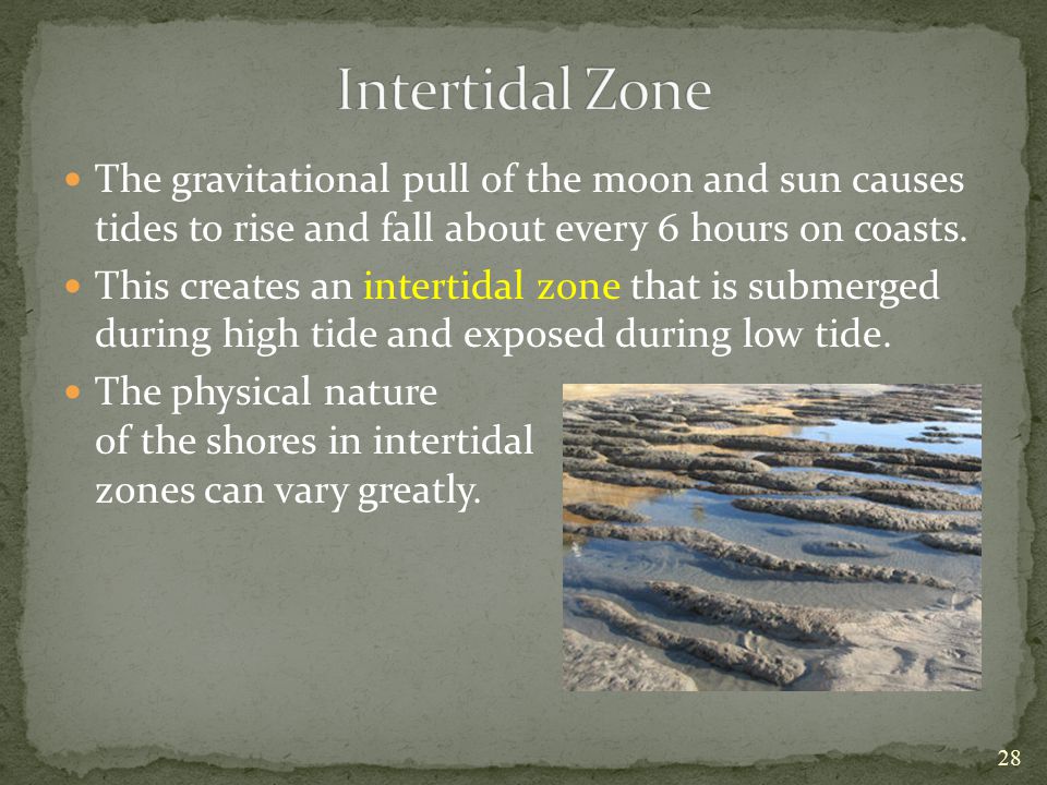 Intertidal Zone The gravitational pull of the moon and sun causes tides to rise and fall about every 6 hours on coasts.
