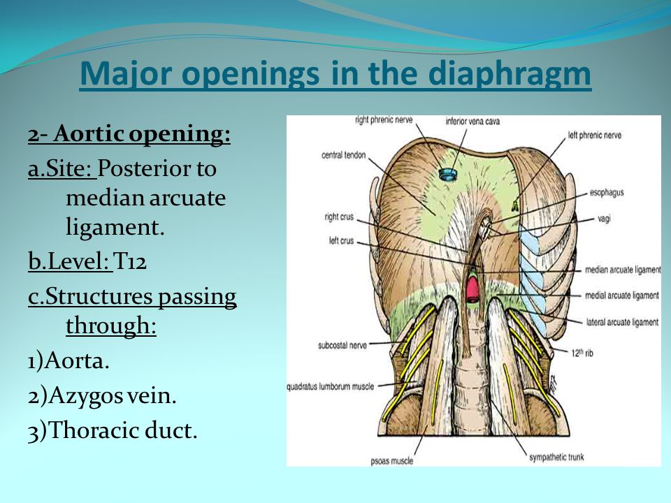 Major openings of the diaphragm: lateral view