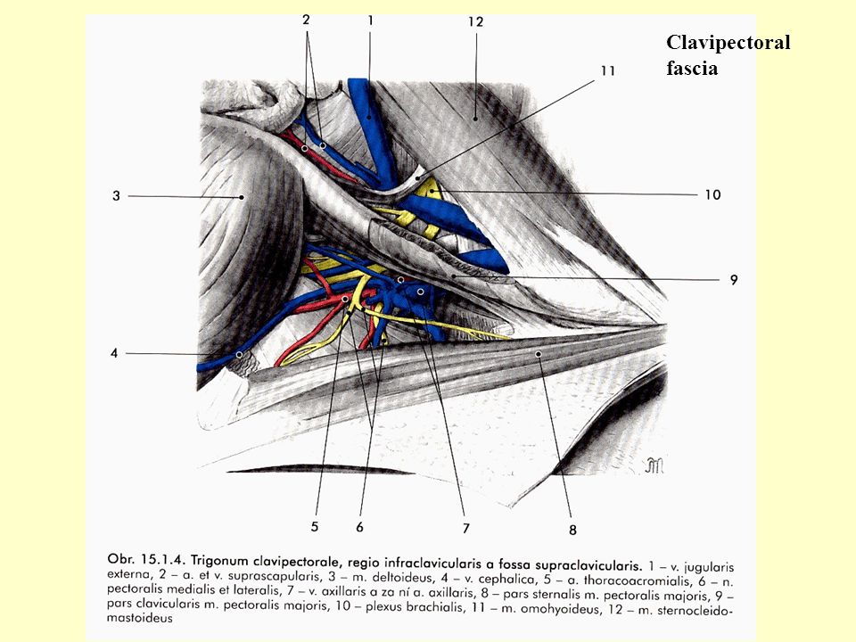 Clavipectoral fascia