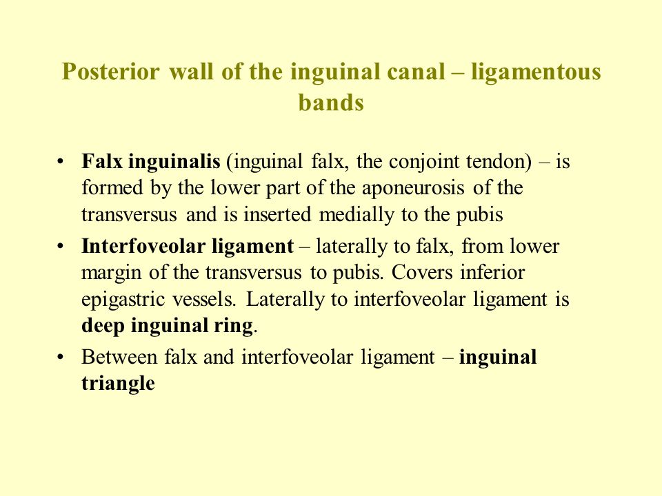 Posterior wall of the inguinal canal – ligamentous bands