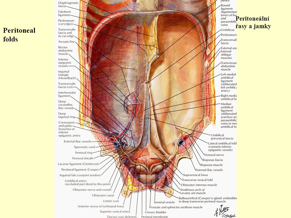 Peritoneal folds Peritoneální řasy a jamky
