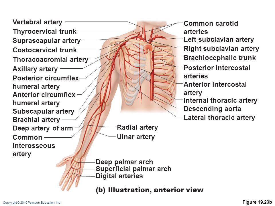 Left subclavian artery