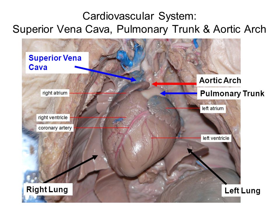 Fetal Pig Dissection Work In Groups Of Ppt Video Online Download