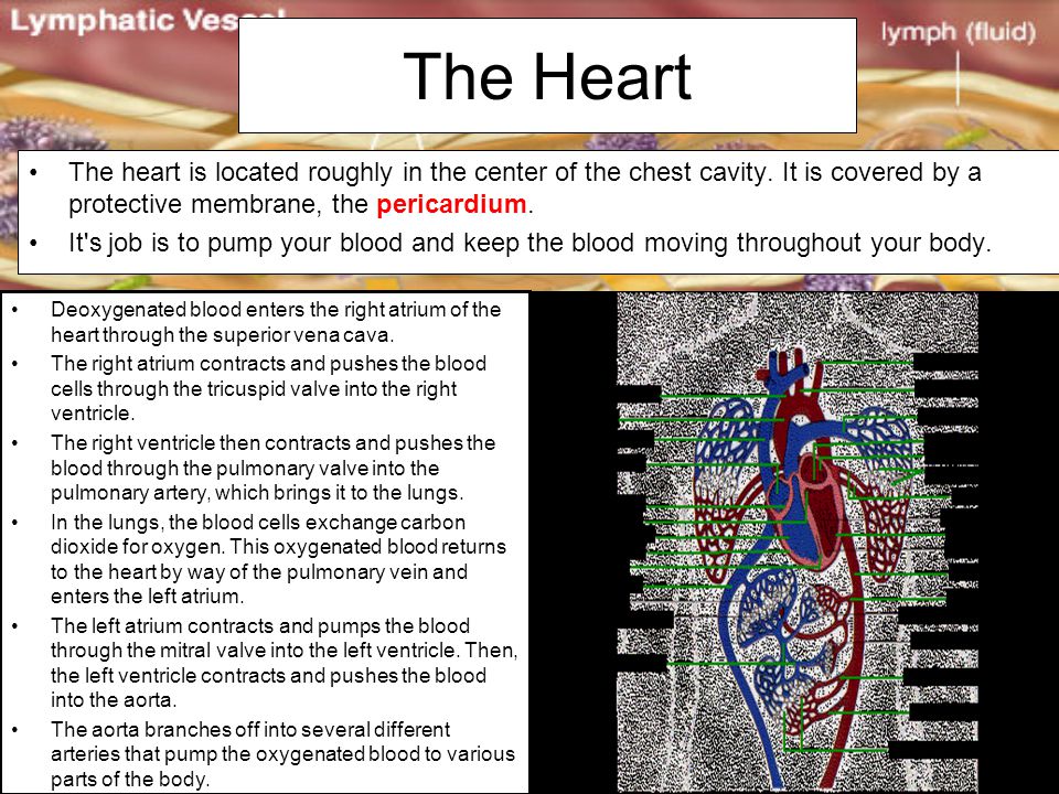 hillendale health circulatory system