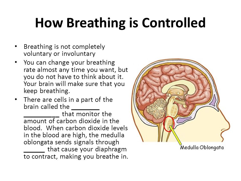 what controls the rate of breathing