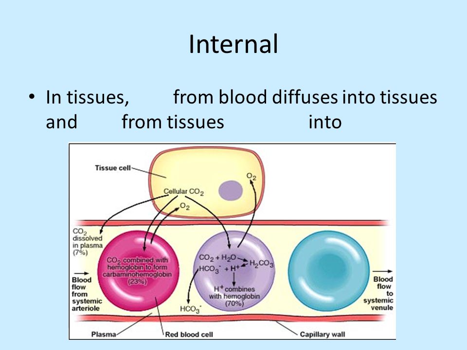 Internal In tissues, from blood diffuses into tissues and from tissues into