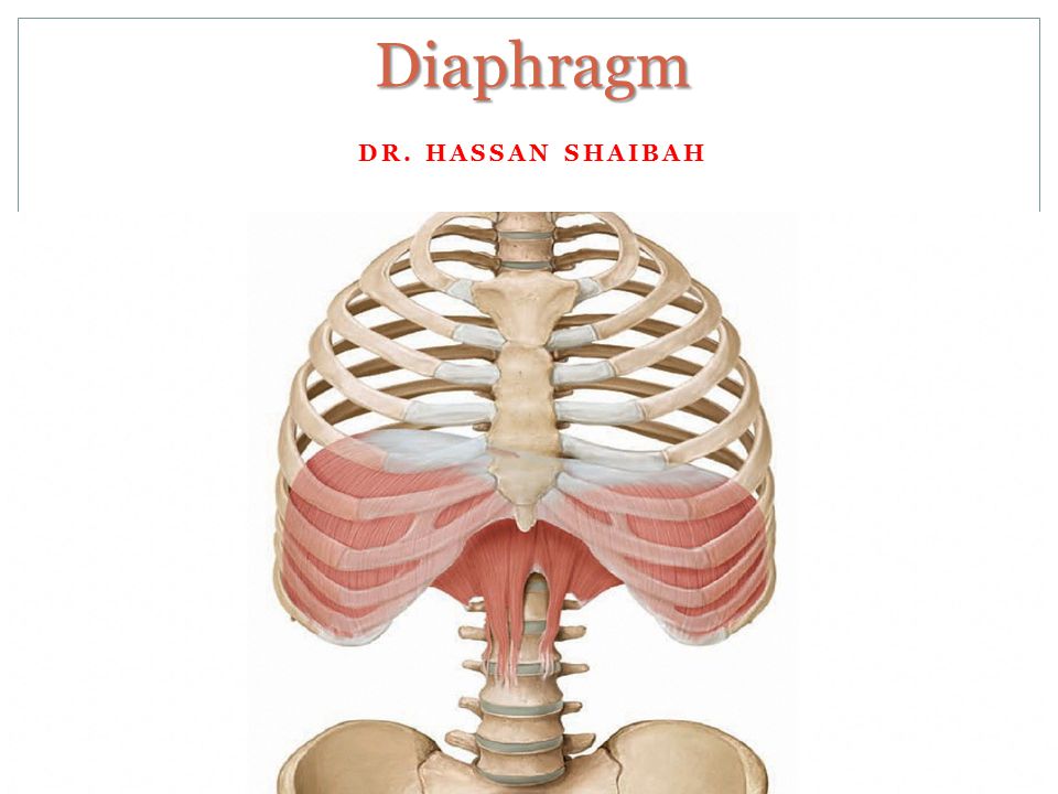 Diaphragm Porn