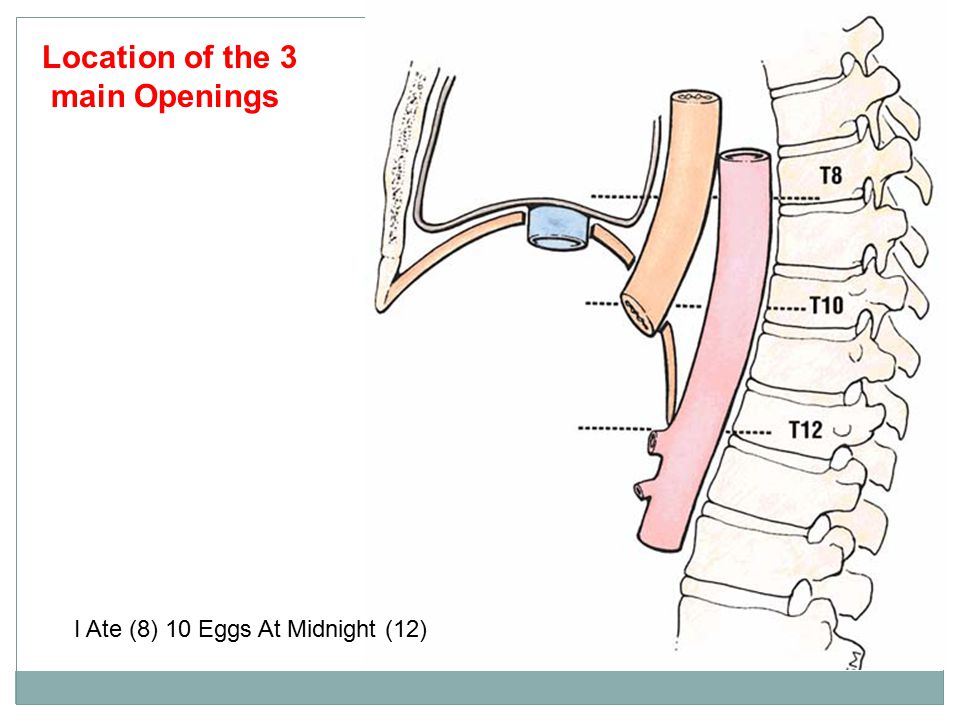 Diaphragm Dr Hassan Shaibah Ppt Video Online Download