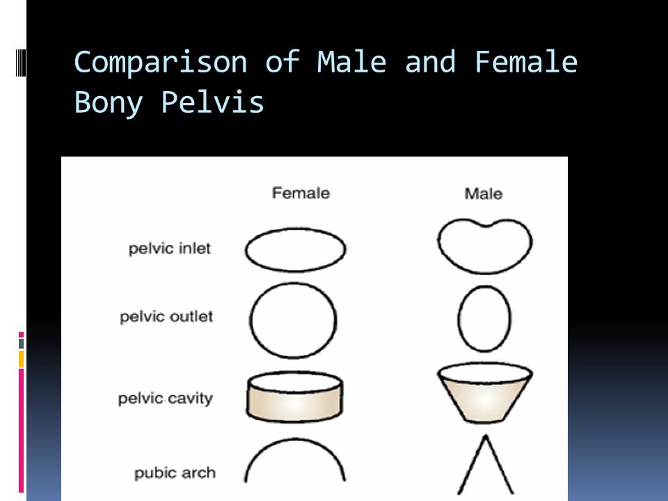 Comparison of Male and Female Bony Pelvis