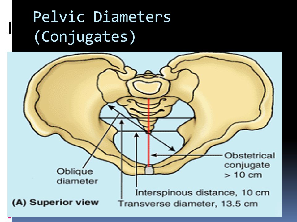 Pelvic Diameters (Conjugates)