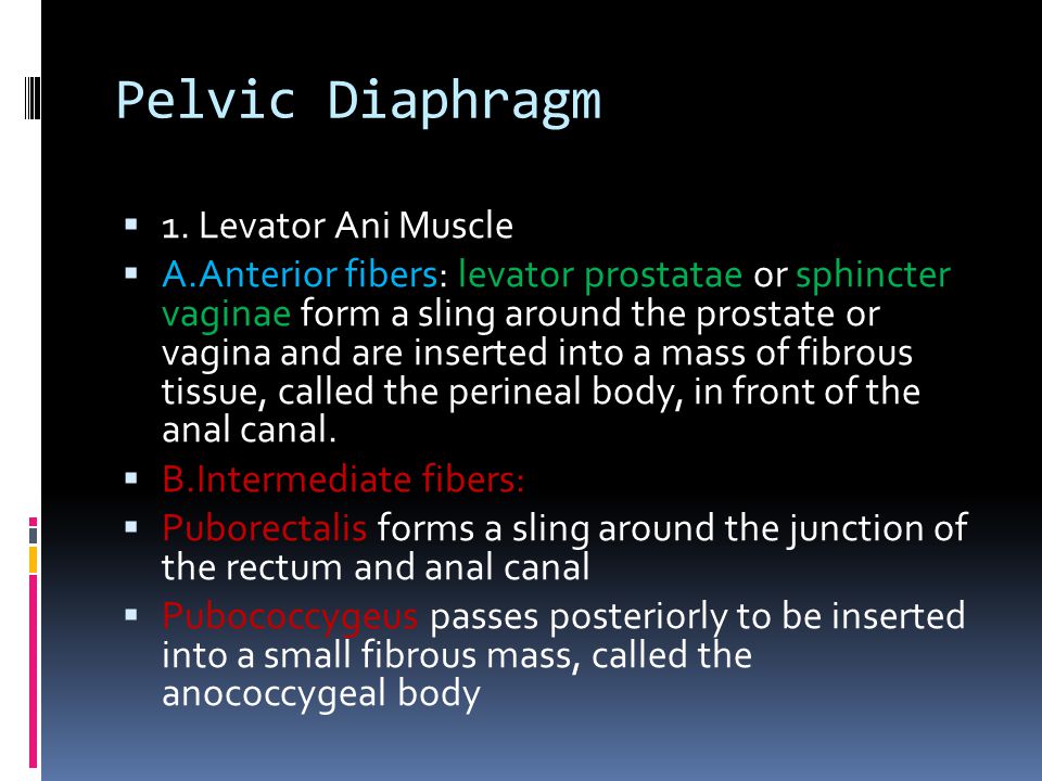 Pelvic Diaphragm 1. Levator Ani Muscle