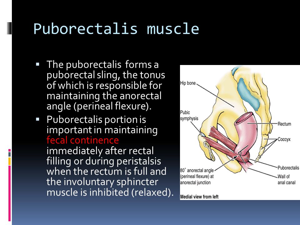 Puborectalis muscle
