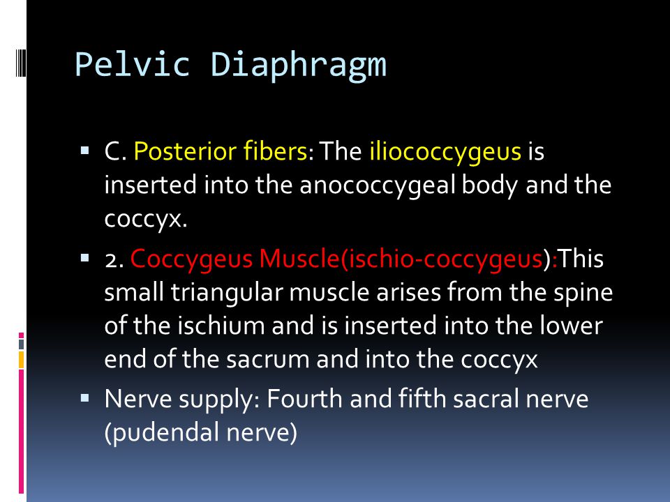 Pelvic Diaphragm C. Posterior fibers: The iliococcygeus is inserted into the anococcygeal body and the coccyx.