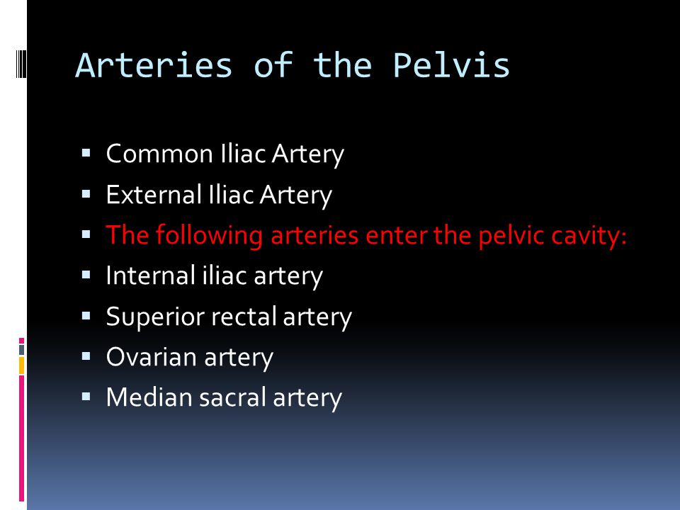 Arteries of the Pelvis Common Iliac Artery External Iliac Artery