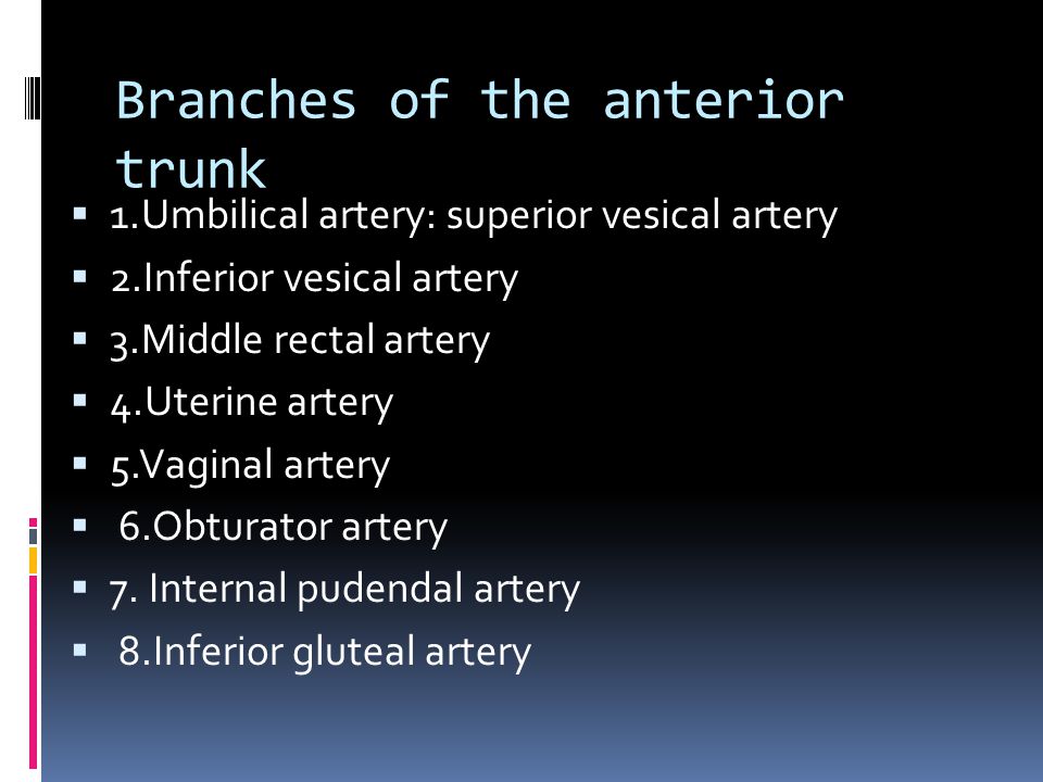 Branches of the anterior trunk