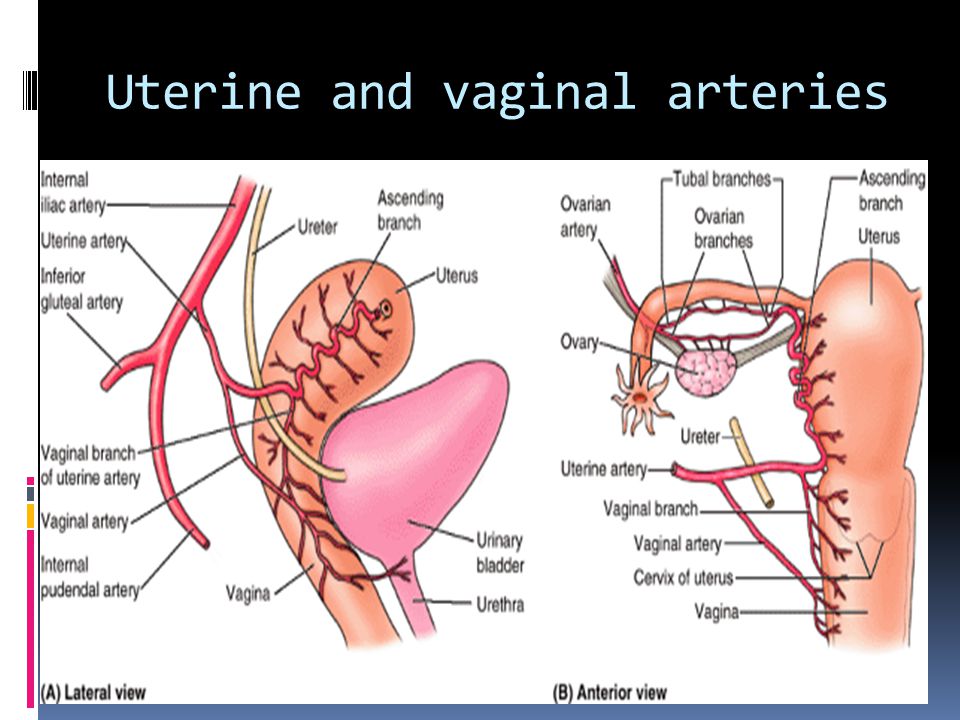 Uterine and vaginal arteries
