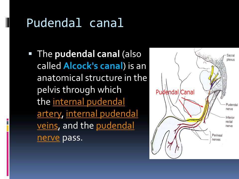 Pudendal canal