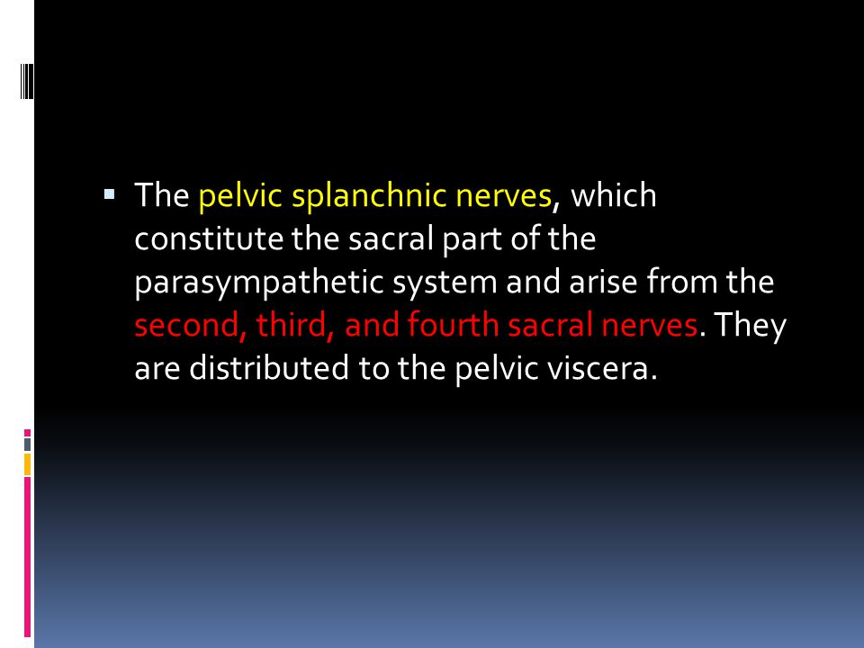 The pelvic splanchnic nerves, which constitute the sacral part of the parasympathetic system and arise from the second, third, and fourth sacral nerves.