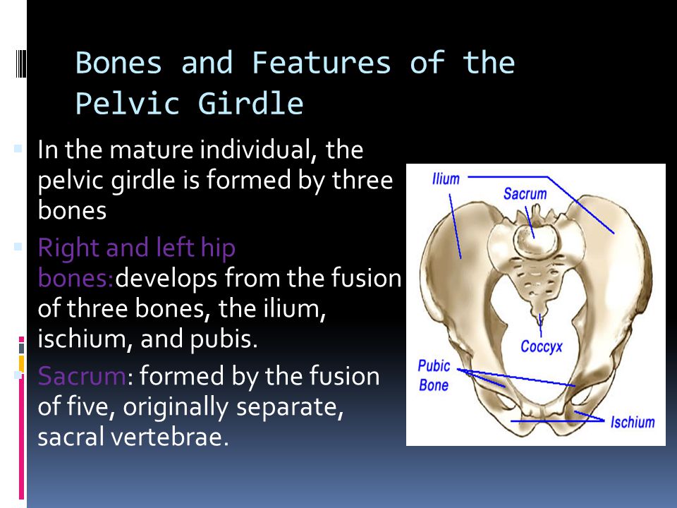 Bones and Features of the Pelvic Girdle
