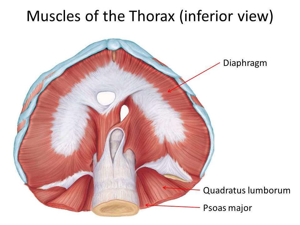 Fascicle Arrangement Patterns - ppt video online download