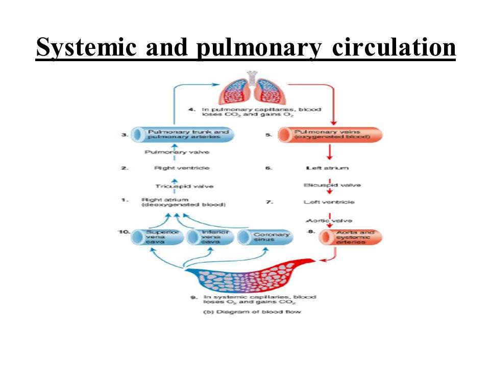 Flow Chart Of Systemic And Pulmonary Circulation