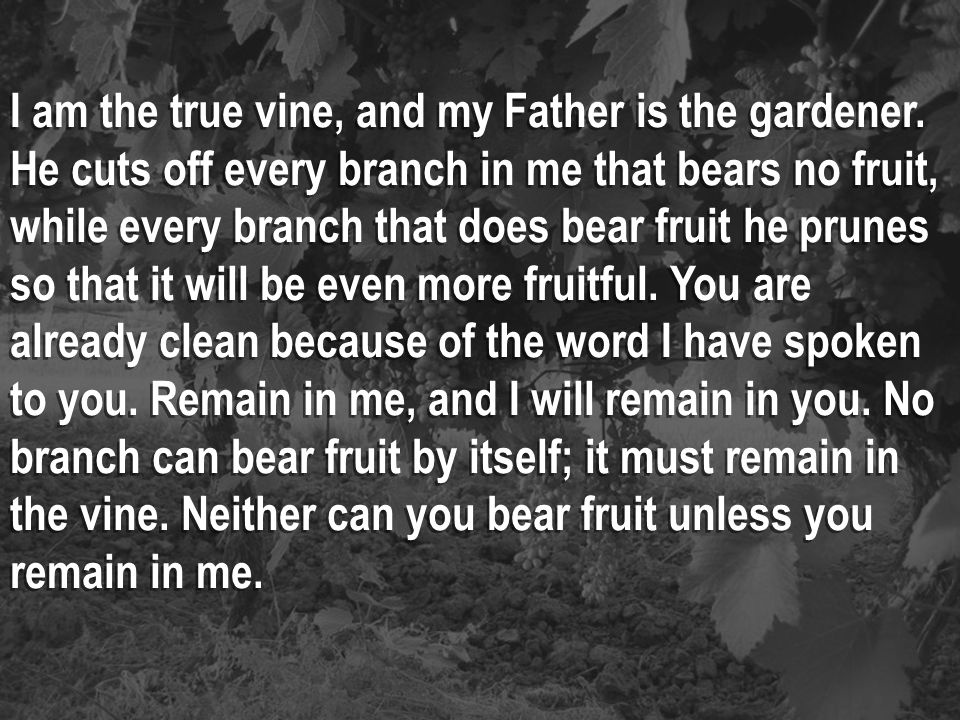 I am the true vine, and my Father is the gardener