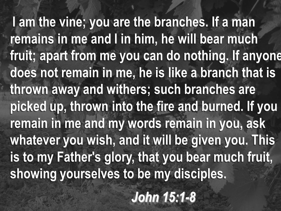I am the vine; you are the branches