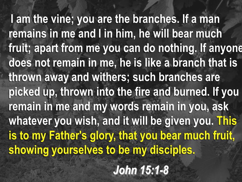 I am the vine; you are the branches