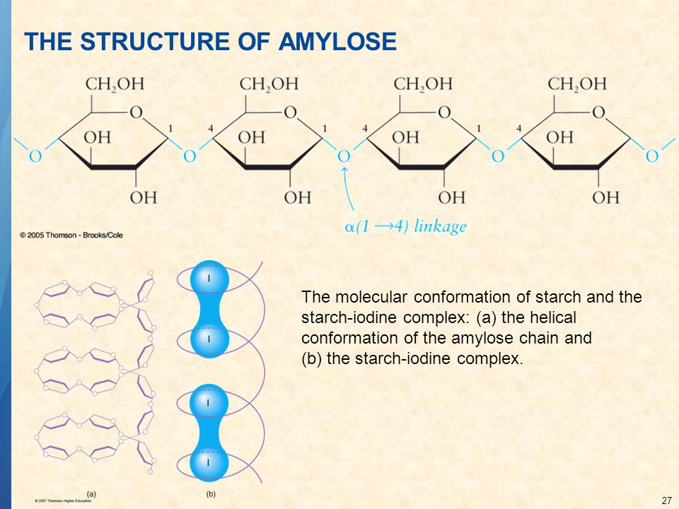 THE STRUCTURE OF AMYLOSE