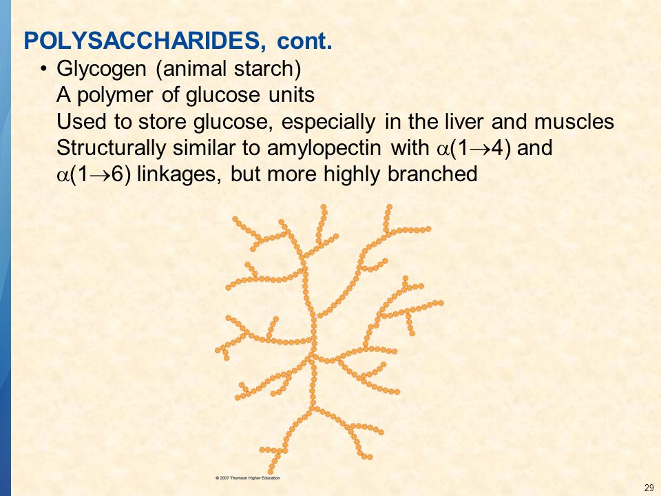 POLYSACCHARIDES, cont. Glycogen (animal starch)